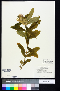 Gentiana villosa image