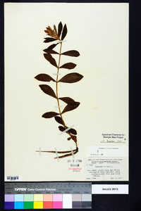 Gentiana villosa image