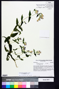 Gentianella quinquefolia subsp. occidentalis image