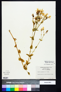 Sabatia angularis image