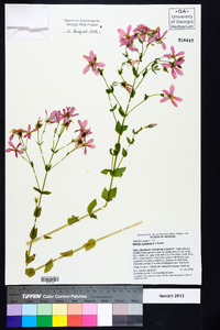 Sabatia angularis image