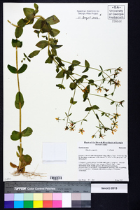 Sabatia angularis image