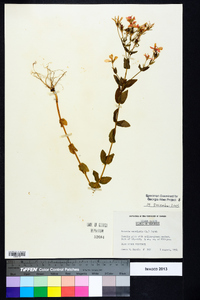 Sabatia angularis image