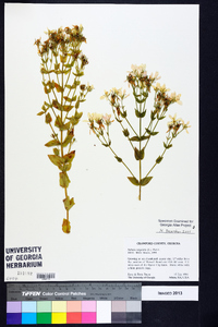 Sabatia angularis image