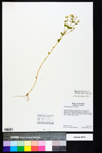 Sabatia angularis image