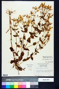 Sabatia angularis image