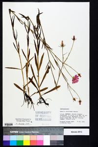 Sabatia bartramii image