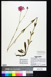 Sabatia bartramii image