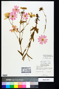 Sabatia bartramii image