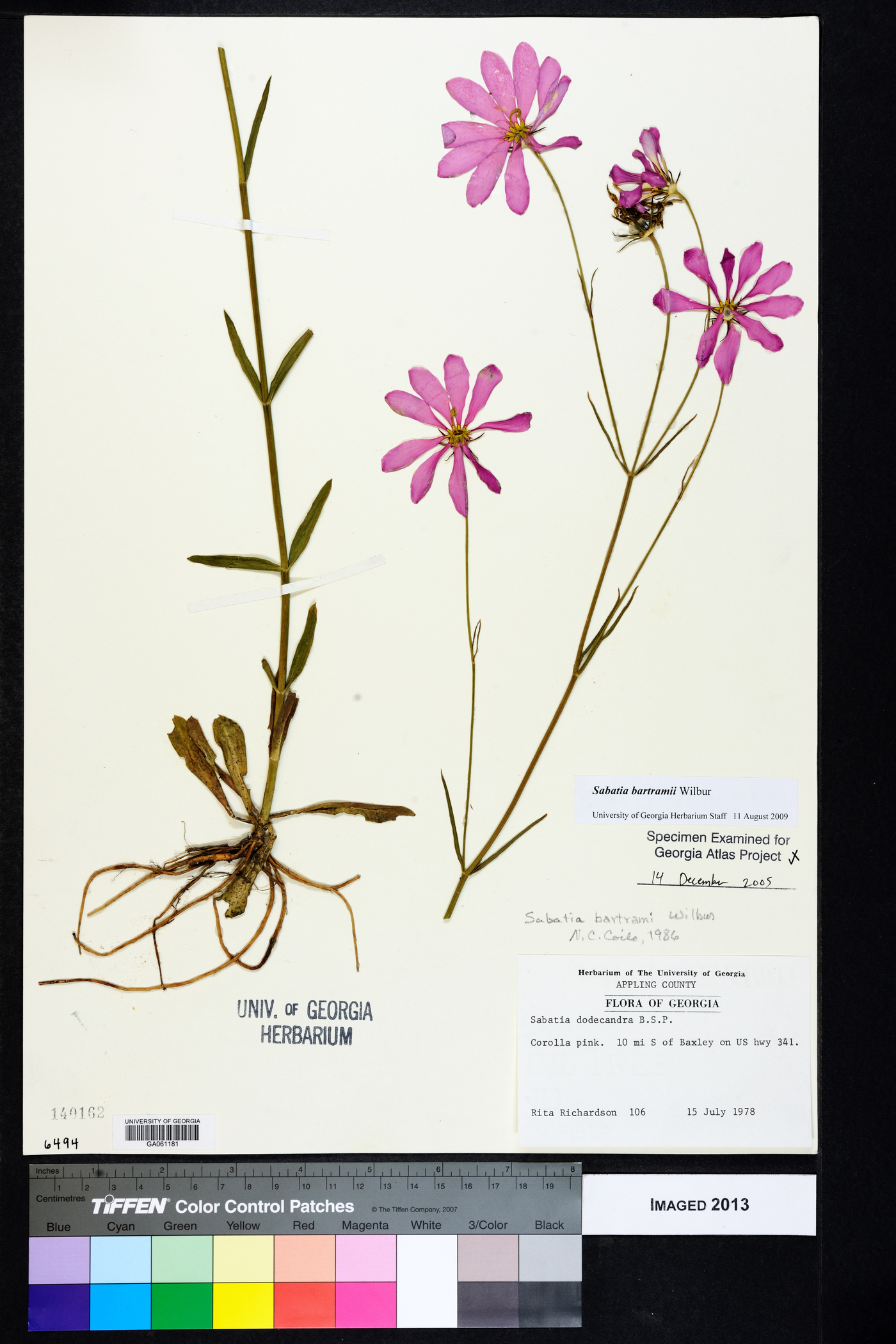 Sabatia bartramii image
