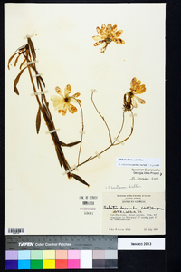 Sabatia bartramii image