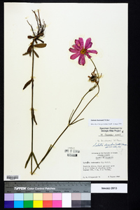 Sabatia bartramii image