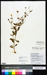 Sabatia calycina image