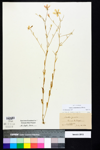 Sabatia campanulata image