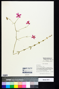 Sabatia campanulata image