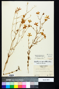 Sabatia campanulata image