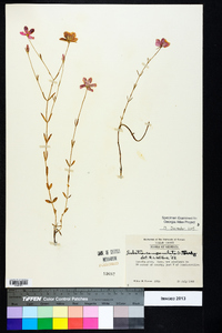 Sabatia campanulata image