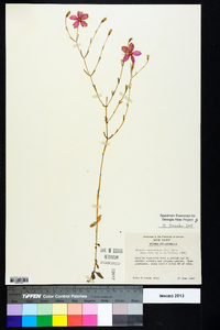 Sabatia campanulata image