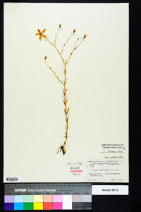 Sabatia campanulata image