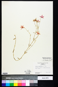 Sabatia campanulata image