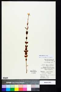 Sabatia difformis image