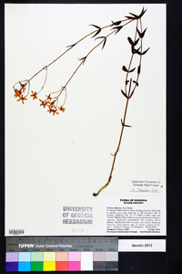 Sabatia difformis image
