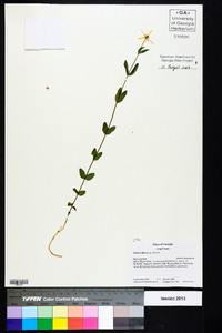 Sabatia difformis image