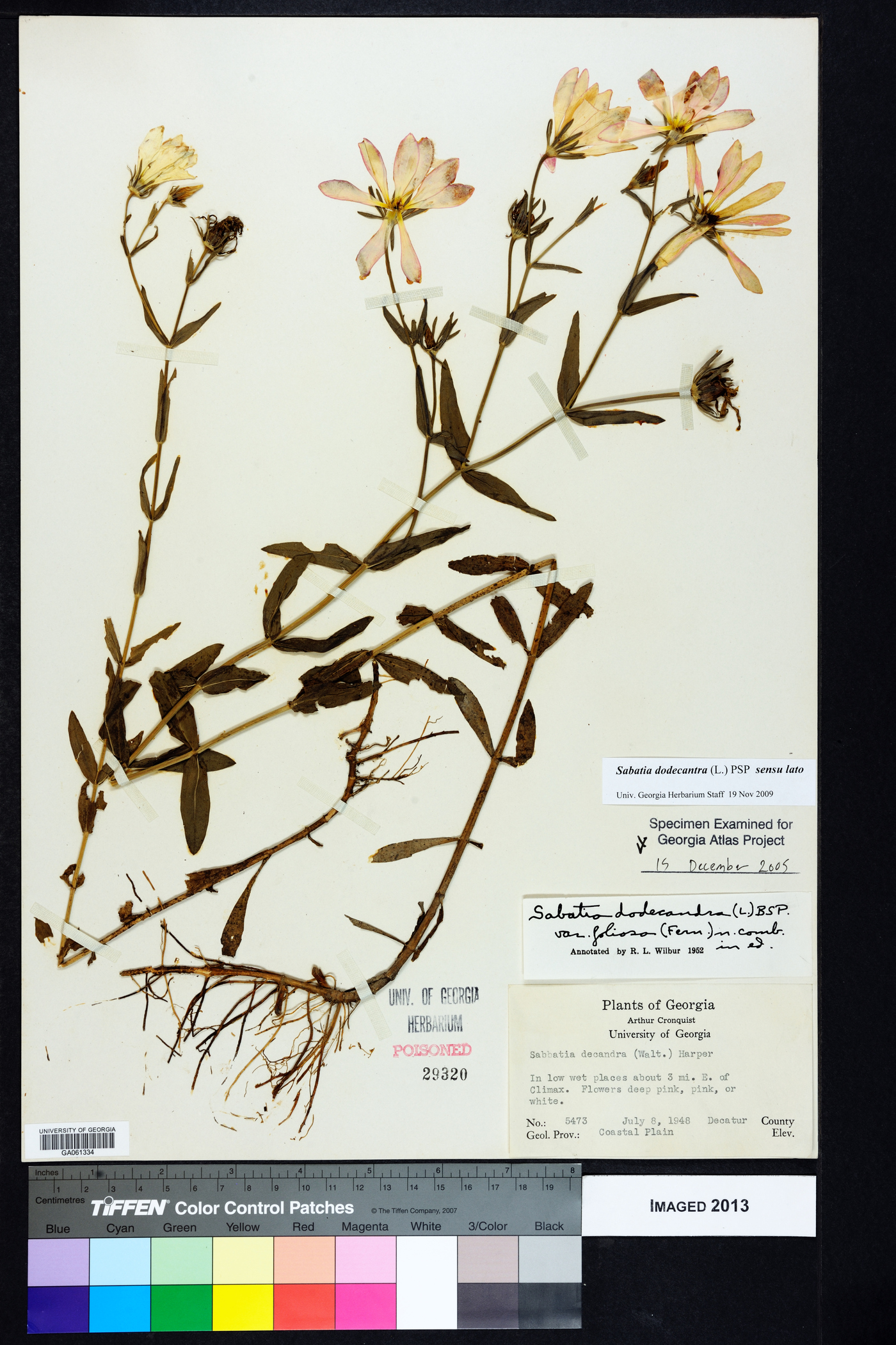 Sabatia dodecandra image