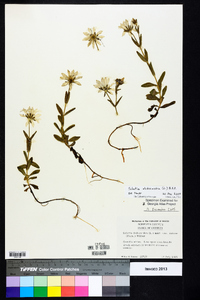 Sabatia dodecandra image