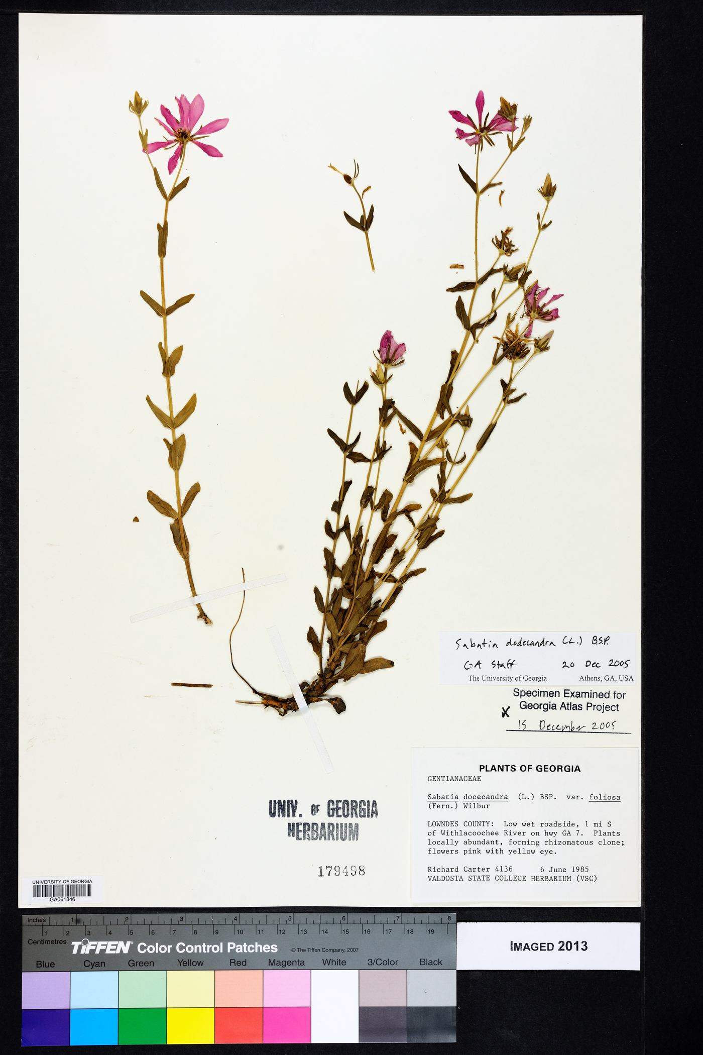 Sabatia dodecandra image
