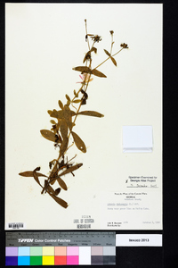 Sabatia dodecandra image