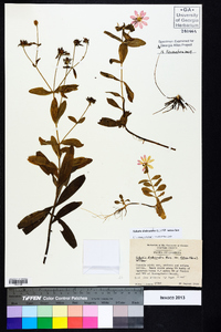 Sabatia dodecandra image