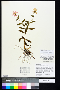 Sabatia dodecandra image