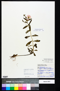 Sabatia dodecandra image