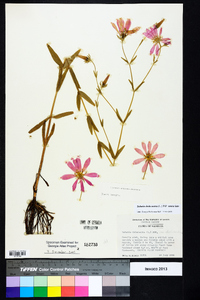 Sabatia dodecandra image