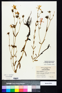 Sabatia dodecandra image