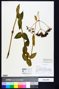 Sabatia macrophylla image