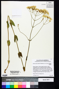 Sabatia macrophylla var. recurvans image