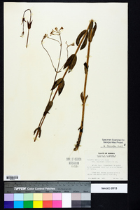 Sabatia macrophylla var. recurvans image