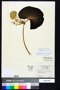 Nymphoides aquatica image