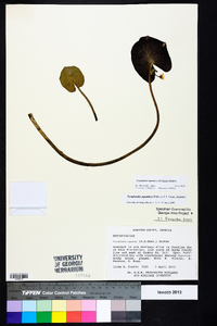 Nymphoides aquatica image