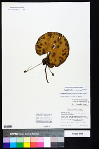 Nymphoides aquatica image