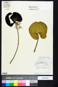 Nymphoides aquatica image