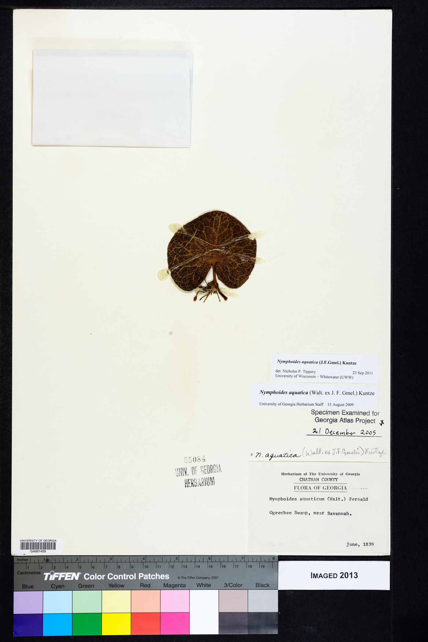 Nymphoides aquatica image