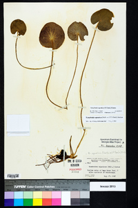 Nymphoides aquatica image