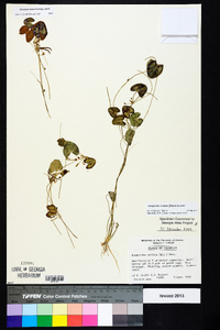 Nymphoides cordata image