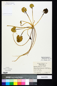 Nymphoides cordata image