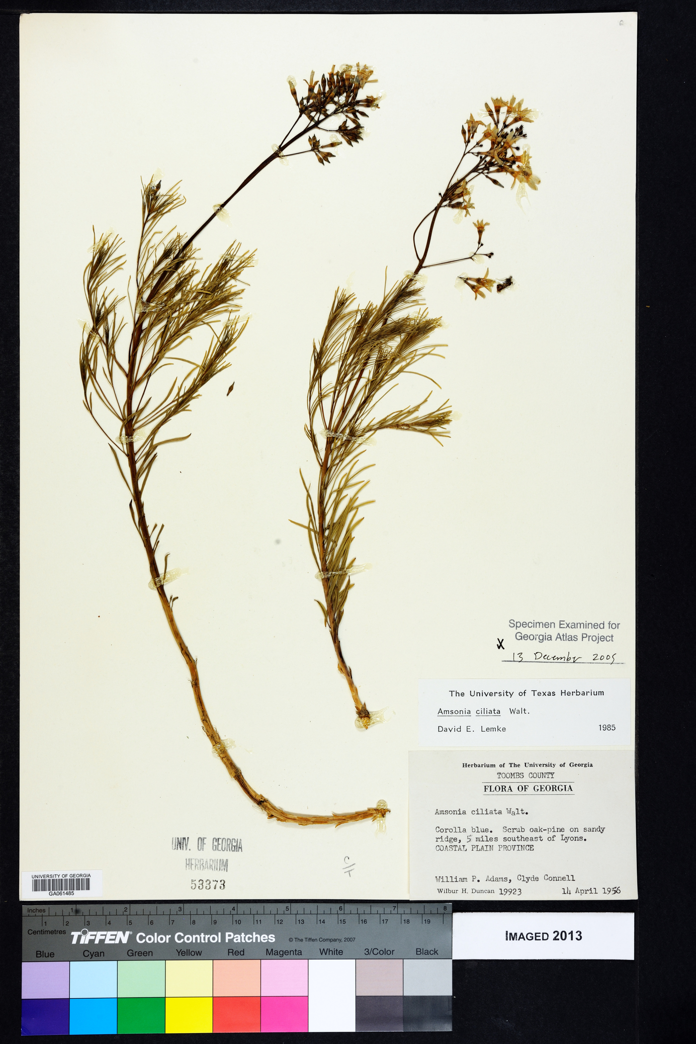 Amsonia ciliata image