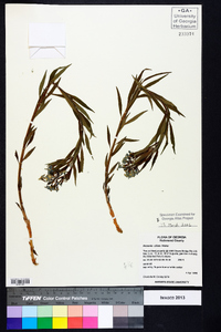 Amsonia ciliata image