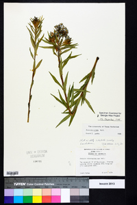 Amsonia ciliata image